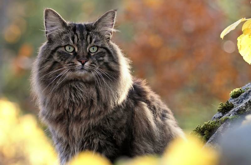 Норвежская лесная кошка: характеристики, фото, характер, правила ухода и  содержания - Petstory