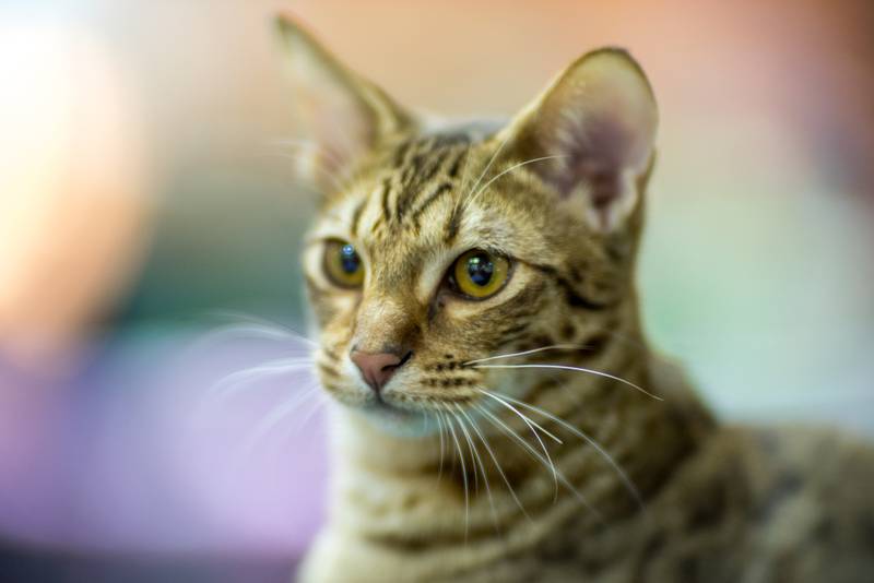 Оцикет та порода кошек, которая не вызывает аллергию у людей