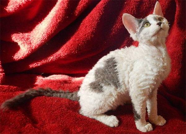 орегон-рекс котята