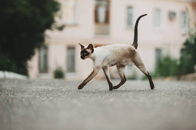 Ориентальная кошка: характеристики, фото, характер, правила ухода и  содержания - Petstory