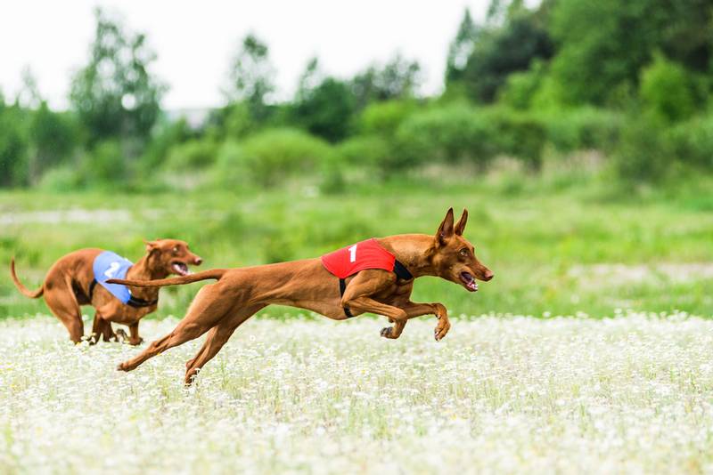 фараоновы собаки на бегах