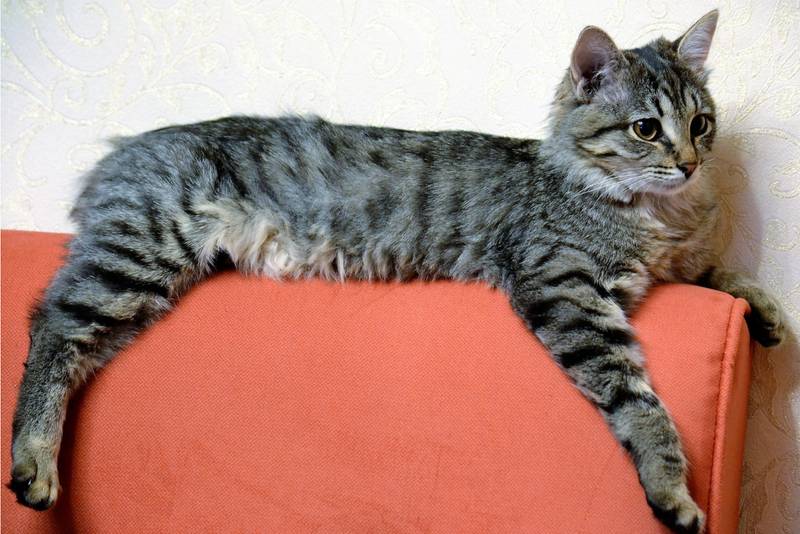 пиксибоб котята