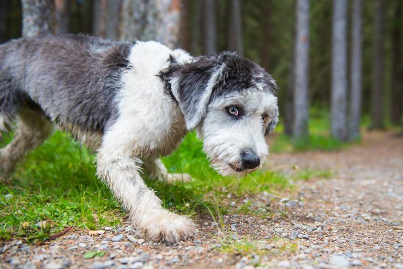 Польская низинная овчарка: характеристики породы собаки, фото, характер,  правила ухода и содержания