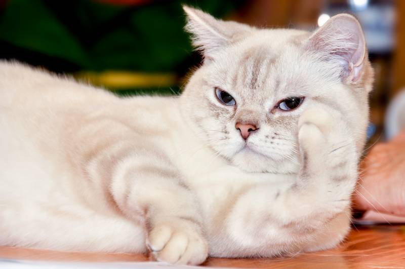 Рагамаффин порода кошек фото