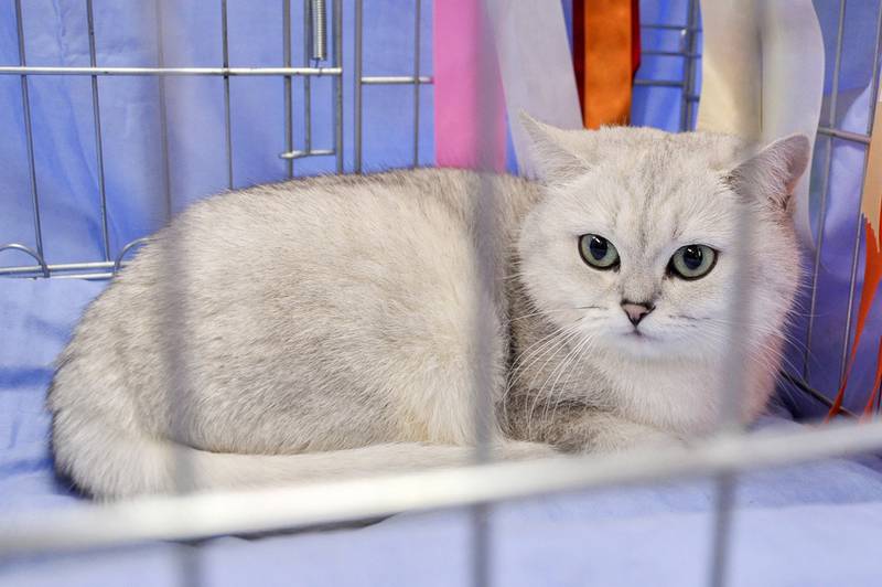 рагамаффин фото