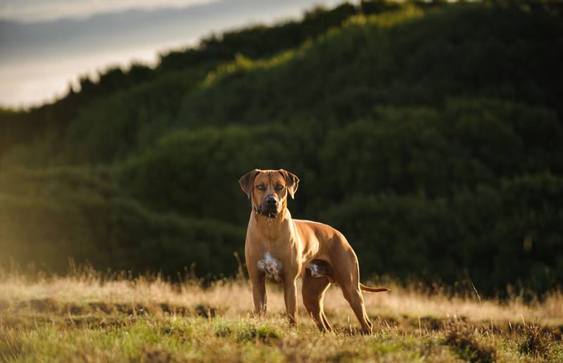 африканская львиная собака в долине