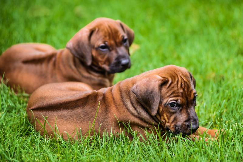 два щенка африканской львиной собаки на траве
