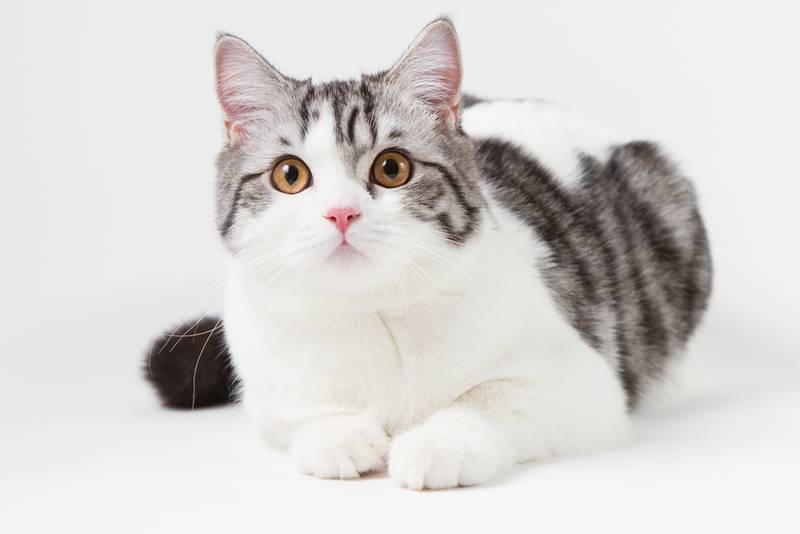 Скоттиш страйт: описание породы кошки, характеристики, фото, правила ухода  и содержания – Petstory
