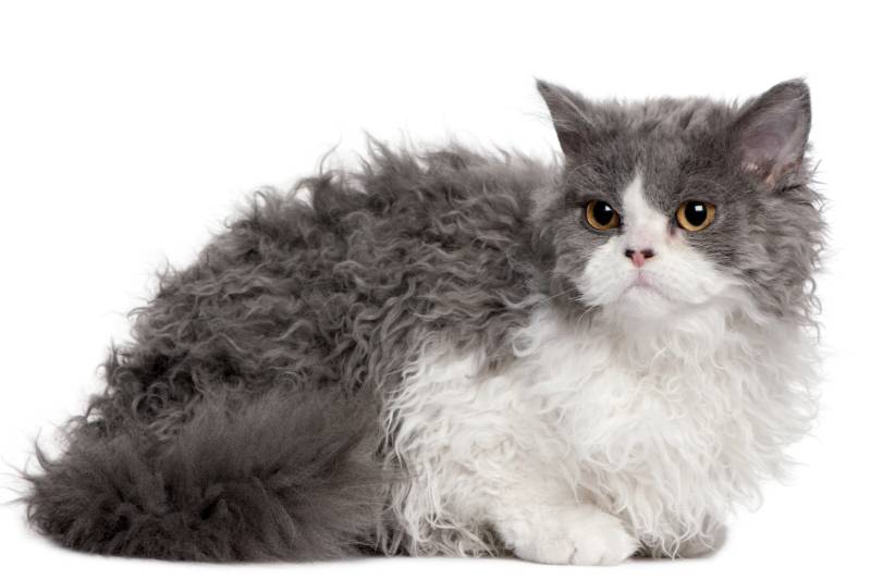 Порода кошки селкирк рекс: характеристики, фото, характер, правила ухода и  содержания - Petstory