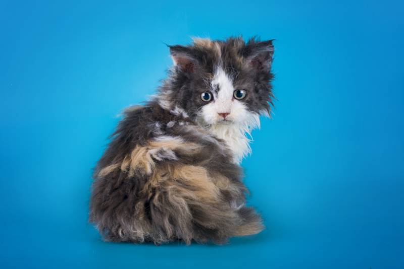 селкирк-рекс фото