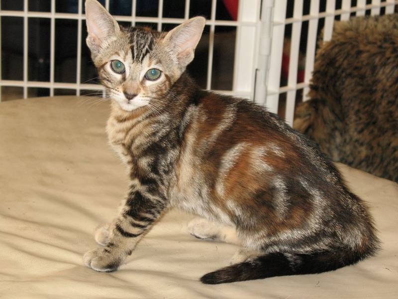 серенгети фото