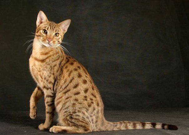 серенгети котята