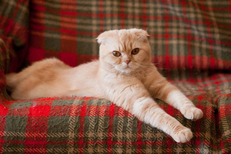 Шотландская Вислоухая Кошка Фото Цена