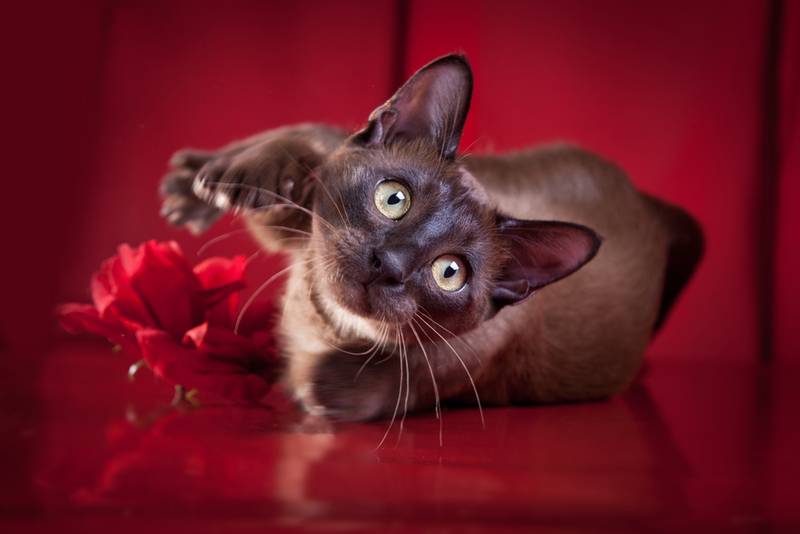 тонкинская кошка фото