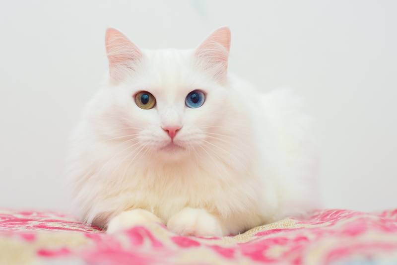 Порода кошки турецкая ангора: характеристики, фото, характер, правила ухода  и содержания - Petstory