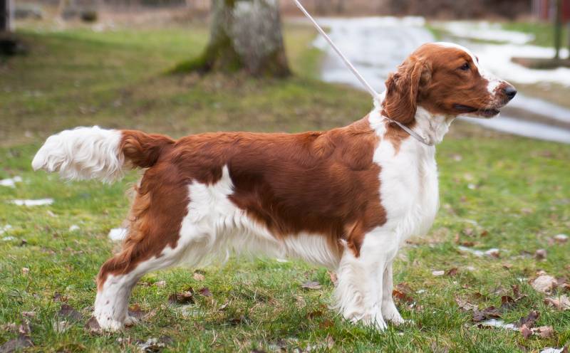 Вельш-спрингер-спаниель: характеристики породы собаки, фото, характер,  правила ухода и содержания