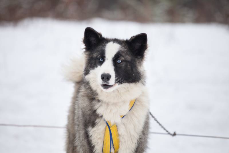 Лайка якутская: характеристики породы собаки, фото, характер, правила ...