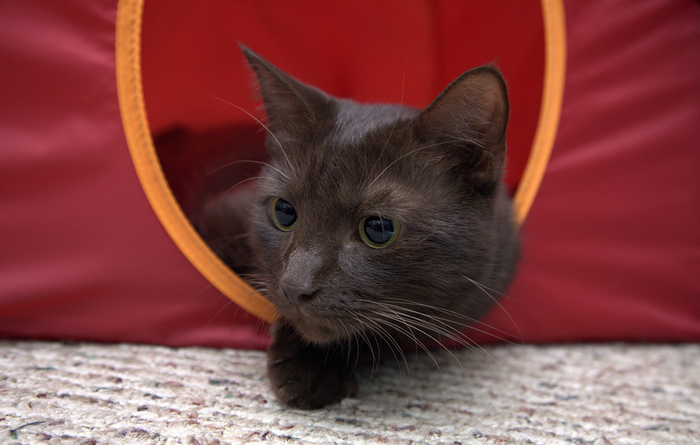 Йоркская шоколадная кошка характеристика породы, фото, характер, правила  ухода и содержания - Petstory