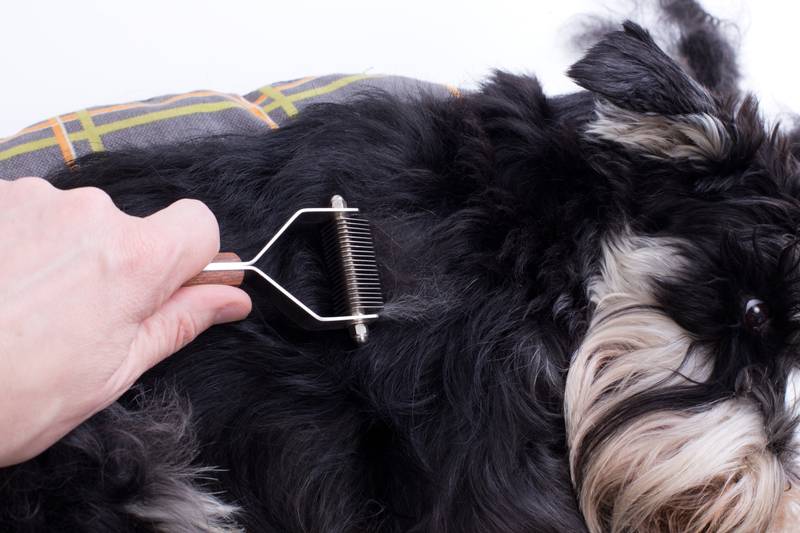 Как правильно выщипать волосы в ушах у собаки