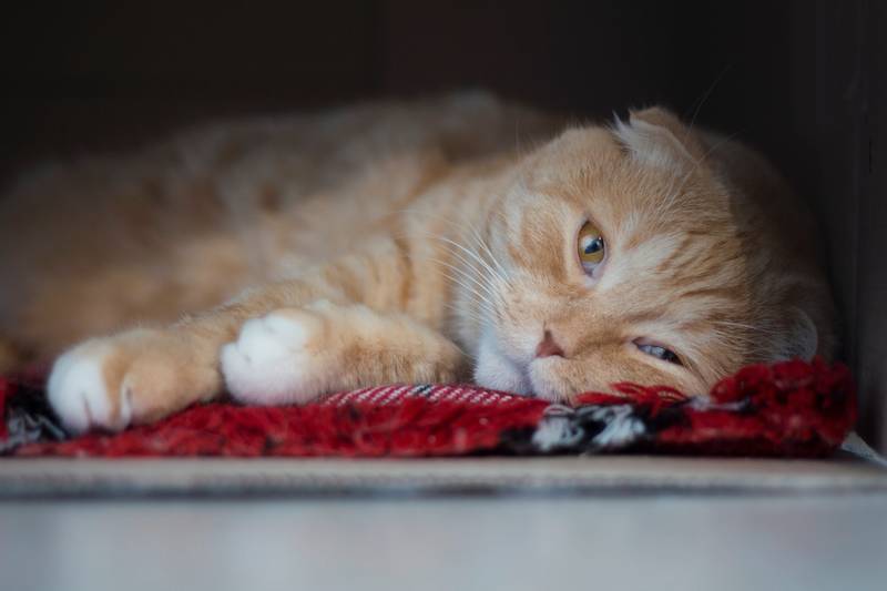 Подраздел 2.2: Влияние депрессии на здоровье и поведение кошек