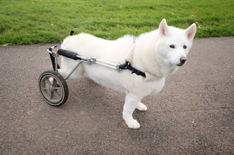 Инвалидная коляска для крупной собаки — Video | VK