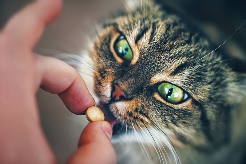 дать кошке таблетку