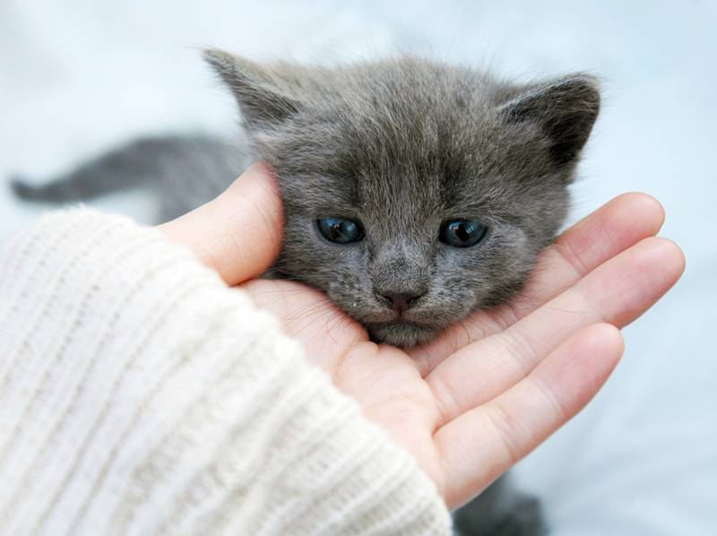 Имя и кличка для кота, котенка серого цвета, как назвать мальчика или  девочку - Petstory