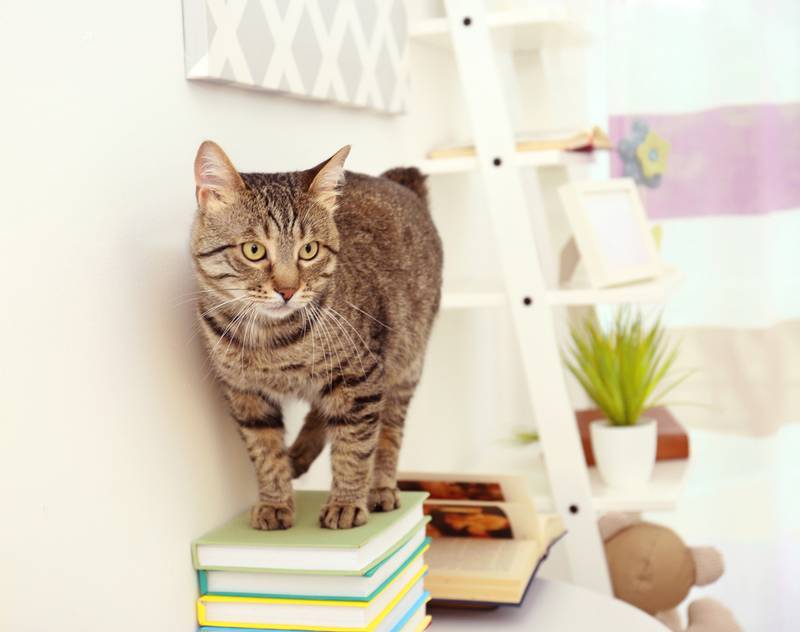 кошка залезла на стопку книг на столе