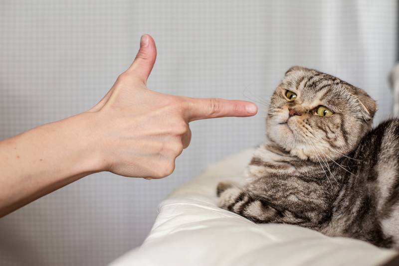 Как наказать кошку за плохое поведение? Советы на Petstory