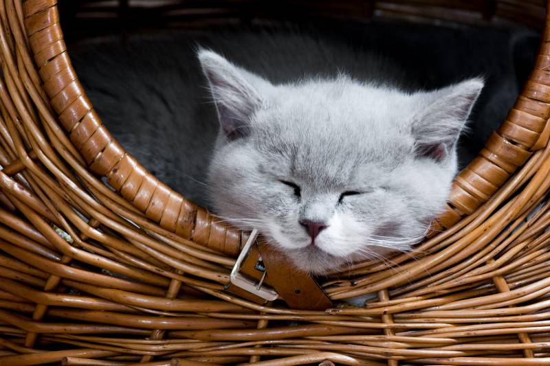 Кошка не спит в домике, как приучить? Советы на Petstory