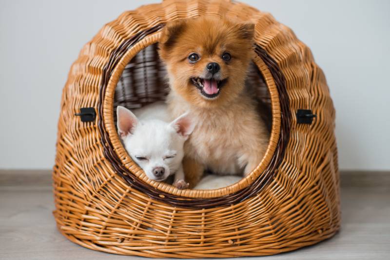 Как сделать дом для маленькой собаки или щенка своими руками: отличная идея как построить будку