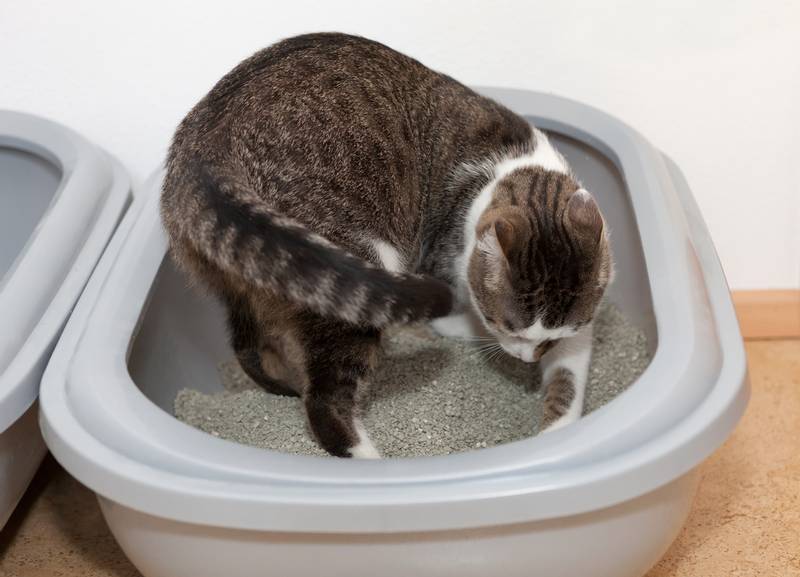 Как закрепить кошачий лоток на полу