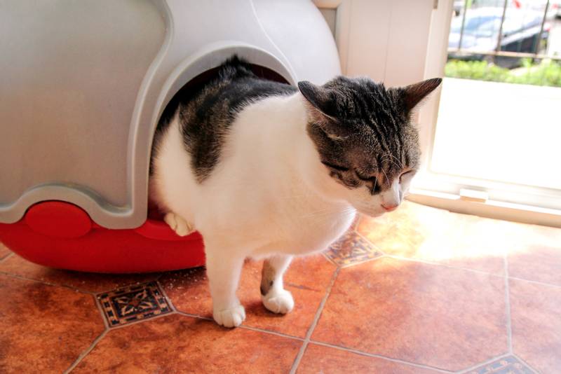 Какой туалет домик для кошки лучше
