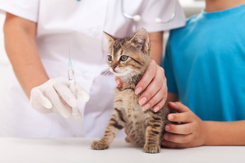 поведение котенка после прививки обычно не меняется