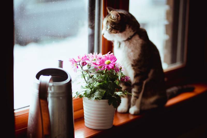 Какие домашние цветы можно есть кошкам