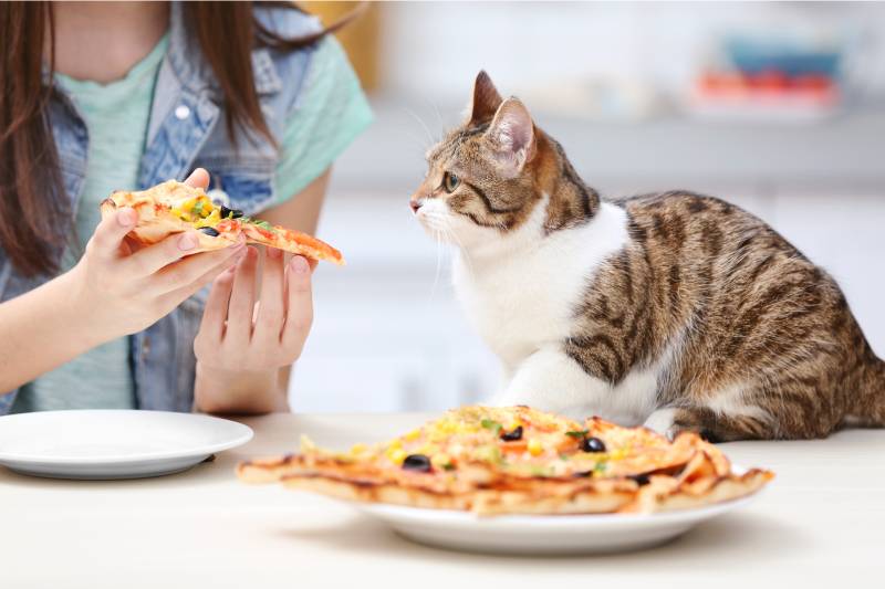 Лакомства для кошек