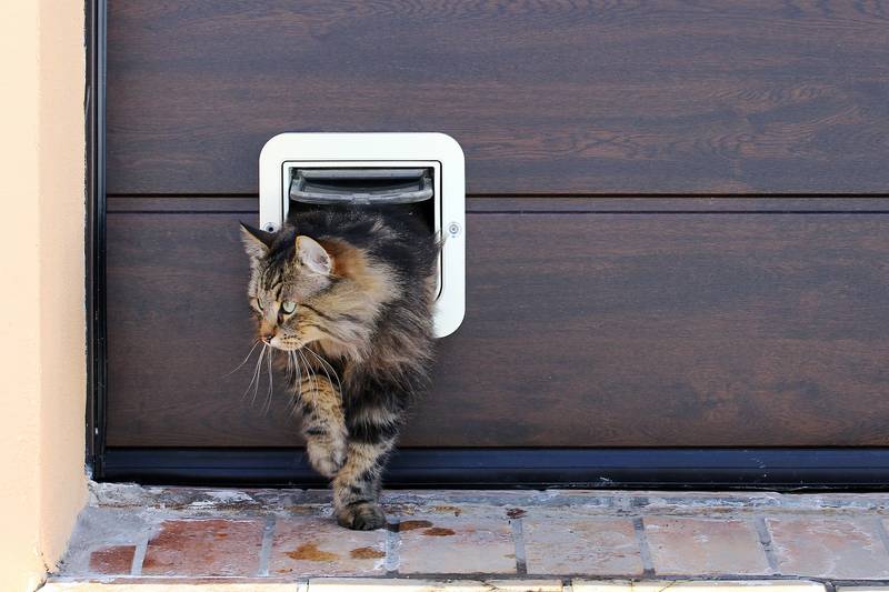 Лаз в двери для кошки, какие бывают виды и как сделать? Ответы на Petstory