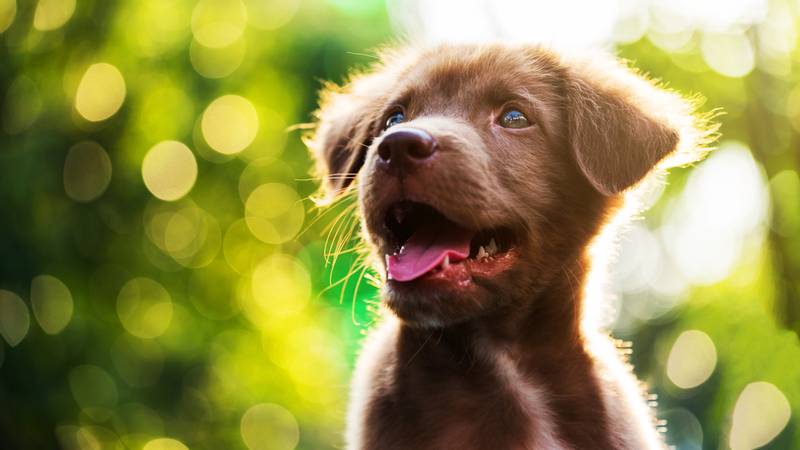 Мифы о прививках для собак