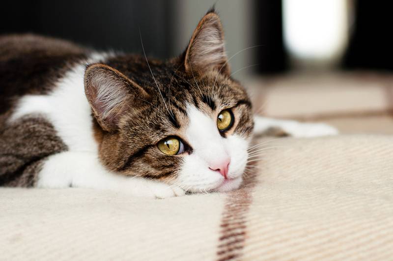 Почему котенок волочит задние лапки: причины и значения