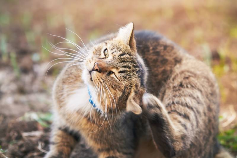 Почему кошка или кот часто трясет головой и ушами? - Petstory