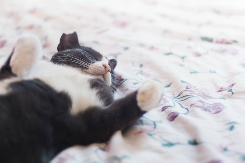 Почему у кота во сне дергаются лапы