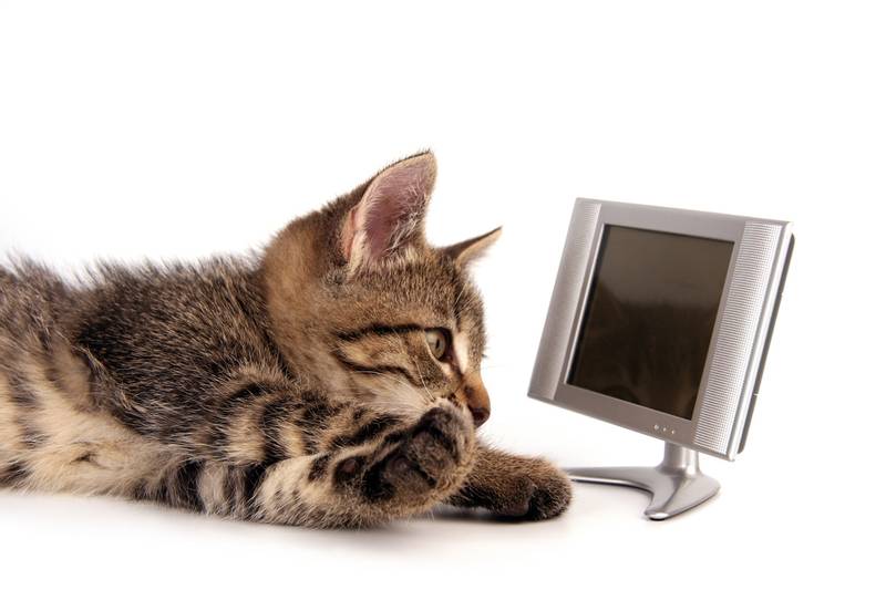 Почему кошки любят смотреть телевизор и прыгать на него? - Petstory