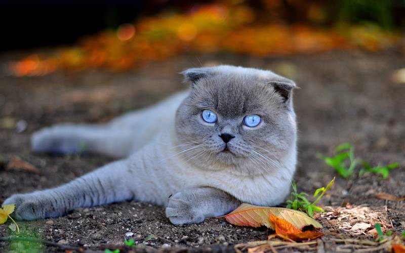 Топ-10 самых дорогих пород кошек в мире - Petstory
