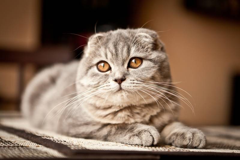 Кошка Фото Красивая Милая