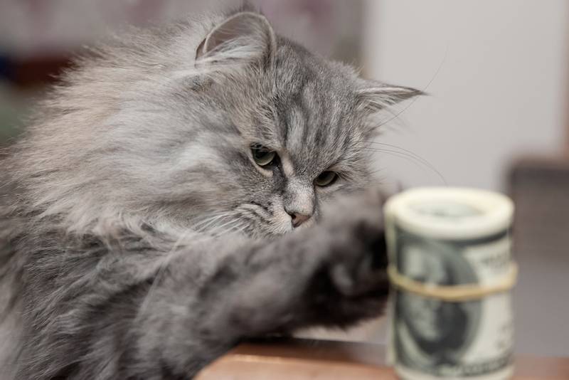 Сколько стоит кошки в рублях
