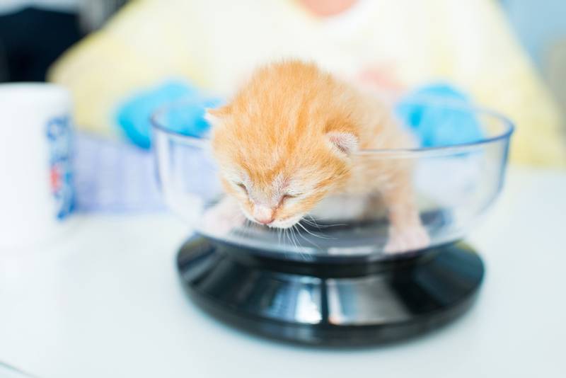 Сколько должен весить котенок в 2, 3, 4, 5 и 6 месяцев | Как взвесить  котенка - Petstory
