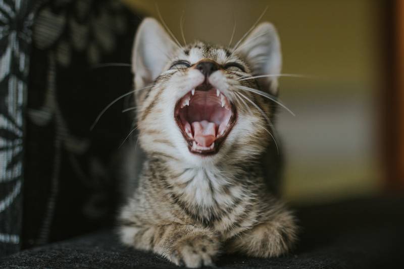 Молочные зубы у кошек: когда меняются и выпадают? Ответы на Petstory