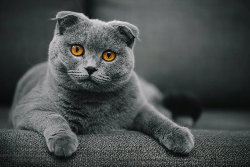 Шотландская вислоухая