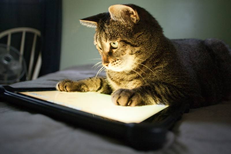 Топ-5 видеоигр для кошек на планшет